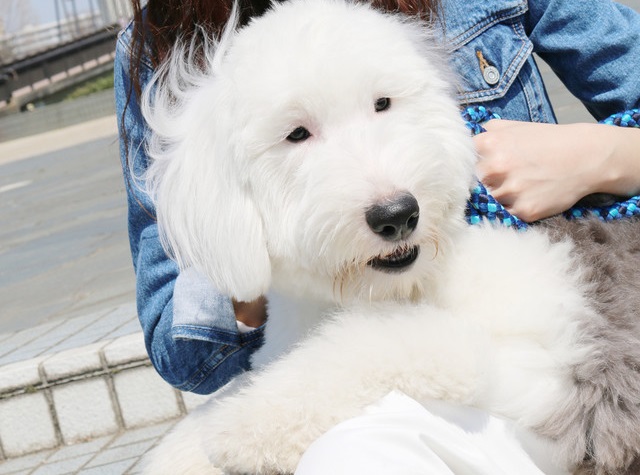 Zip新しい犬 そら の犬種 性別や年齢は かわいい画像まとめ 人生の達人navi